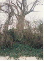Photo 0717-07 - Tree at Belair Bath and Tennis